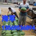 河南开封哥俩西瓜代办：海军 红军