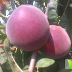 山东费县仓方早生：薛庄镇许少华