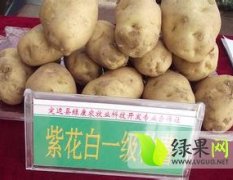 山东昌邑紫花白土豆产地供货量大 包吃住