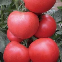 河南中牟硬粉西红柿价格在0.5--0.55左右