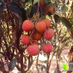 广东阳西桂味：上洋镇许志光