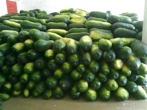 山东郯城子弹头黑皮冬瓜：红花乡张彦召