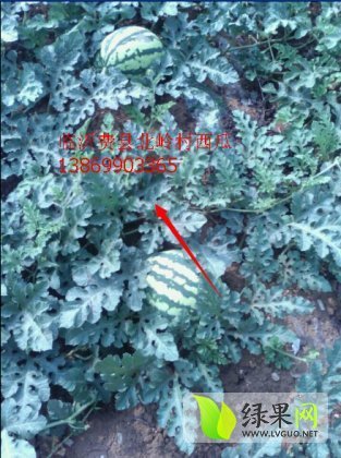 2014年山东费县西农8号价格