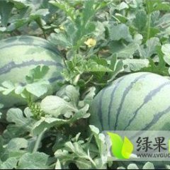 辽宁凌海地雷瓜：右卫镇刘爱华