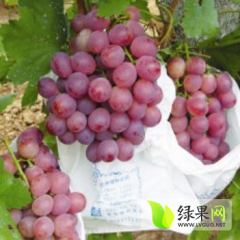 陕西临渭红提：下吉镇张军