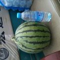 山东禹城金城5号西瓜价格有所上浮