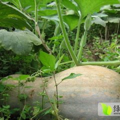 河南淅川密本南瓜预计8月底上市