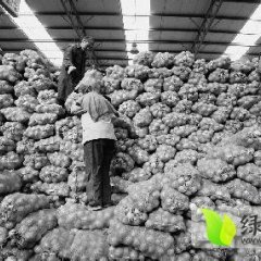 山东莘县紫皮洋葱即将大批量上市 价格合理