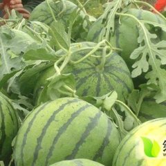 辽宁凌海京欣：右卫镇李坤