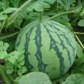 江苏新沂8424西瓜大量上市