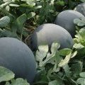 品牌无籽西瓜上市[火]