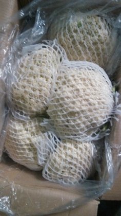 甘肃榆中白面青梗松花菜上市价格低，质量好