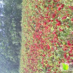 山东金乡金塔：鸡黍镇童春锋