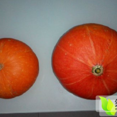 河南新野县城郊乡曹小强：金红冠南瓜0.7元/斤