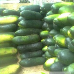 河南博爱弹头黑皮冬瓜，条形好，无晒皮，无虫眼