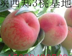 陕西大荔郑3桃已经成熟了