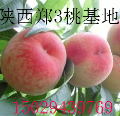陕西大荔郑3桃已经成熟了