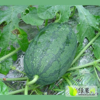2014年山东冠县红蜜龙价格