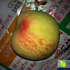 河南新野松绅：城郊乡姚书功