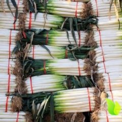 山东滕州货栈长期供应长白大葱