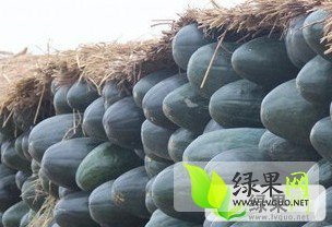 山东郯城子弹头黑皮冬瓜：红花镇乔璐璇