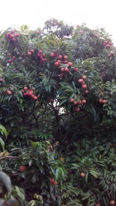 广东阳西水晶球：儒洞镇陈志伟