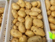 山东平度荷兰十五土豆收购期可持续一月左右