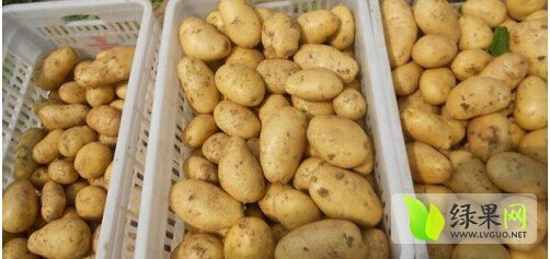 2014年山东平度荷兰十五价格