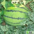 河北清苑京欣西瓜已经开始上市了