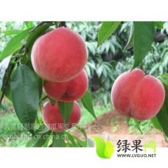 陕西大荔超越桃货源充足，质量保证