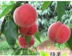 陕西大荔超越桃货源充足，质量保证