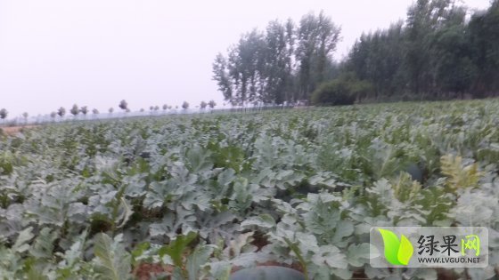 龙卷风价格