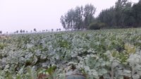 河南内乡龙卷风已经成熟上市