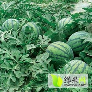 2017年河南开封龙卷风价格