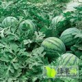 河南开封县郭庄西瓜地市场刘志强