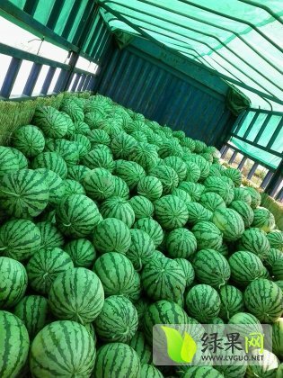 2014年江苏新沂8424西瓜价格