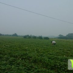 8月份以后湖南江永批发紫薯