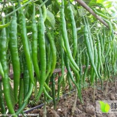 四川简阳线椒：雷家，卢治安