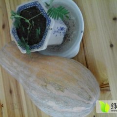 湖北嘉鱼金韩密本南瓜：潘家湾赵兰