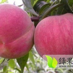 山东费县大红桃：薛庄镇陈来