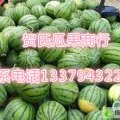 陕西大荔优质西瓜生产基地