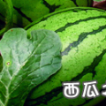 安徽灵璧西瓜大量上市了