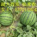 安徽固镇8424西瓜：石湖乡徐玉红