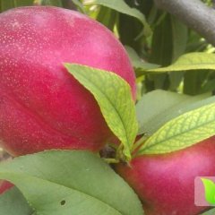 山东冠县油桃已经上市 欢迎收购商前来