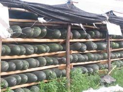 广西良庆子弹头黑皮冬瓜：南晓镇农生