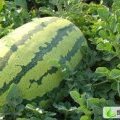 山西忻府沙地西瓜7月份大量上市