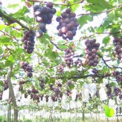 福建建瓯巨峰葡萄到了成熟季节