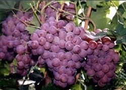 陕西临渭自己种植的京亚葡萄 不收代办费