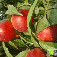 山西盐湖中油4号油桃 规格在55以上