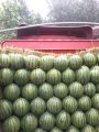 河南通许花皮无籽西瓜集中上市